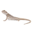 ПОД ЗАКАЗ: Бородатая агама "Hypo Zero" (Pogona vitticeps)