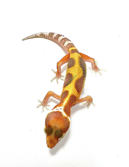 Эублефар Sunglow Stripe Het Eclipse от магазина ExoLife