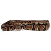 ПОД ЗАКАЗ: Королевский питон Python regius (Gravel)