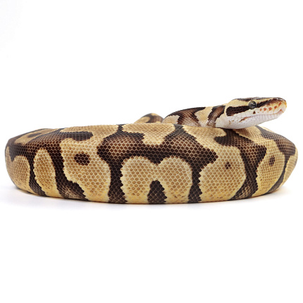 ПОД ЗАКАЗ: Королевский питон Python regius (Enchi Pastel Gravel) от магазина ExoLife