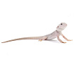 ПОД ЗАКАЗ: Бородатая агама "Zero Translucent" (Pogona vitticeps)