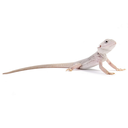 ПОД ЗАКАЗ: Бородатая агама "Zero Translucent" (Pogona vitticeps) от магазина ExoLife