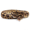 ПОД ЗАКАЗ: Королевский питон Python regius (Trick)