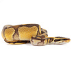 ПОД ЗАКАЗ: Королевский питон Python regius (Enchi Pastel Vanilla)