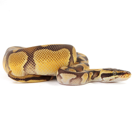 ПОД ЗАКАЗ: Королевский питон Python regius (Enchi Pastel Vanilla) от магазина ExoLife