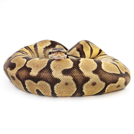 ПОД ЗАКАЗ: Королевский питон Python regius (Enchi Pastel Gravel) от магазина ExoLife