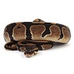 ПОД ЗАКАЗ: Королевский питон Python regius (Gravel)