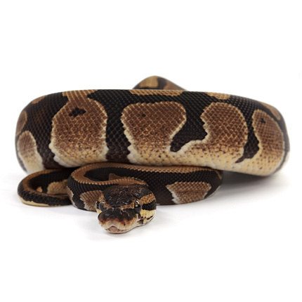 ПОД ЗАКАЗ: Королевский питон Python regius (Gravel) от магазина ExoLife