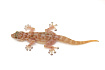 Вееропалый геккон (Ptyodactylus togoensis)