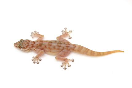 Вееропалый геккон (Ptyodactylus togoensis) от магазина ExoLife