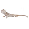ПОД ЗАКАЗ: Бородатая агама "Hypo Zero" (Pogona vitticeps)