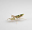 Индийский цветочный богомол (Creobroter gemmatus)