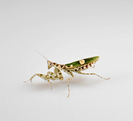 Индийский цветочный богомол (Creobroter gemmatus) от магазина ExoLife