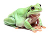 Австралийские квакши (Litoria caerulea)