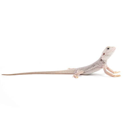 ПОД ЗАКАЗ: Бородатая агама "Zero Translucent" (Pogona vitticeps) от магазина ExoLife