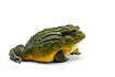 Лягушка водонос (Pyxicephalus adspersus)