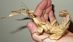 Австралийский палочник (Extatosoma tiaratum)