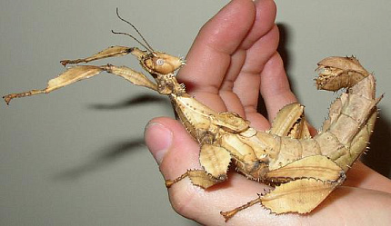 Австралийский палочник (Extatosoma tiaratum) от магазина ExoLife