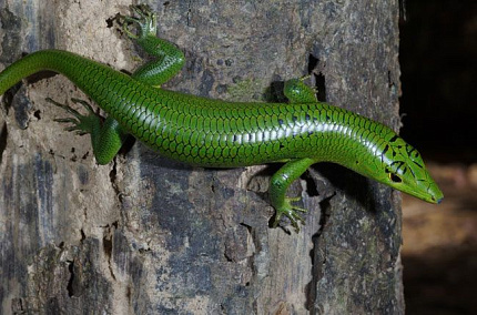 Смарагдовый сцинк (Lamprolepis smaragdina) от магазина ExoLife