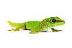 Мадагаскарский дневной геккон (Phelsuma madagascariensis)