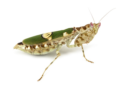 Индийский цветочный богомол (Creobroter gemmatus) от магазина ExoLife