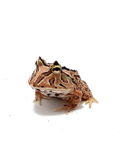 Рогатка фантастическая (Ceratophrys Fantasy) от магазина ExoLife