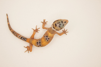 Эублефар Hypo Tangerine het Tremper Albino от магазина ExoLife