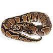 ПОД ЗАКАЗ: Королевский питон Python regius (Special)