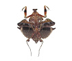 Богомол мертвый лист (Deroplatys lobata)