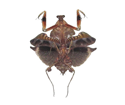 Богомол мертвый лист (Deroplatys lobata) от магазина ExoLife