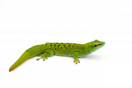 Мадагаскарский дневной геккон (Phelsuma madagascariensis) от магазина ExoLife