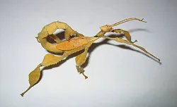 Австралийский палочник (Extatosoma tiaratum)