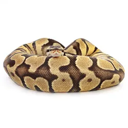 ПОД ЗАКАЗ: Королевский питон Python regius (Enchi Pastel Gravel)