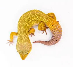 Эублефар High Yellow Patternless Carrot Tail