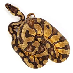 ПОД ЗАКАЗ: Королевский питон Python regius (Enchi Pastel Vanilla)
