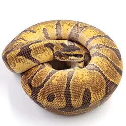 ПОД ЗАКАЗ: Королевский питон Python regius (Enchi poss NR Mandarin)