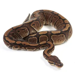 ПОД ЗАКАЗ: Королевский питон Python regius (Red Stripe poss Vanilla)