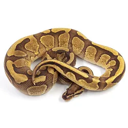 ПОД ЗАКАЗ: Королевский питон Python regius (Enchi Copper)