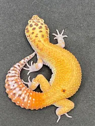 Эублефар Bell Albino Eclipse het RAPTOR