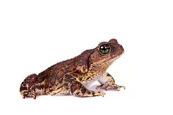 Карибские щитковые жабы (Peltophryne peltocephala)
