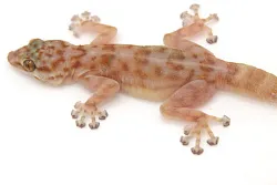 Вееропалый геккон (Ptyodactylus togoensis)