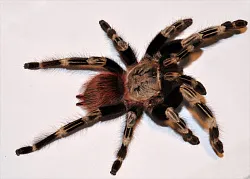 Птицеед (Nhandu chromatus)