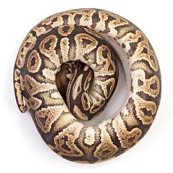 ПОД ЗАКАЗ: Королевский питон Python regius (Black Pastel Vanilla poss Gravel)