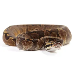 ПОД ЗАКАЗ: Королевский питон Python regius (Enchi Gravel GHI)