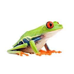 Красноглазая квакша (Agalychnis callidryas)