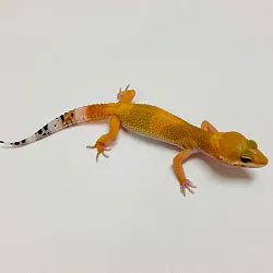 Эублефар Tangerine Carrot Tail het Hypo cross Blood