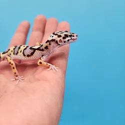 Эублефар Mack Snow het Hypo Bandit