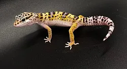 Эублефар Mack Snow p/het Hypo p/het White and Yellow p/het Albino