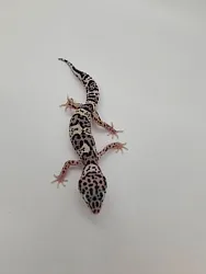 Эублефар Mack Snow het Hypo p/het Albino