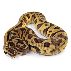 ПОД ЗАКАЗ: Королевский питон Python regius (Enchi Pastel Leopard)